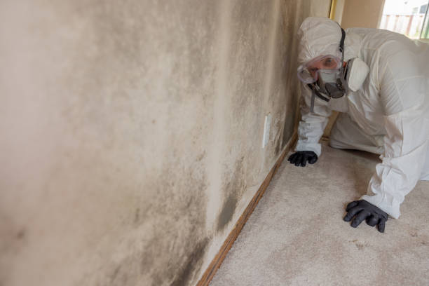 Best Black Mold Removal  in Robert Lee, TX